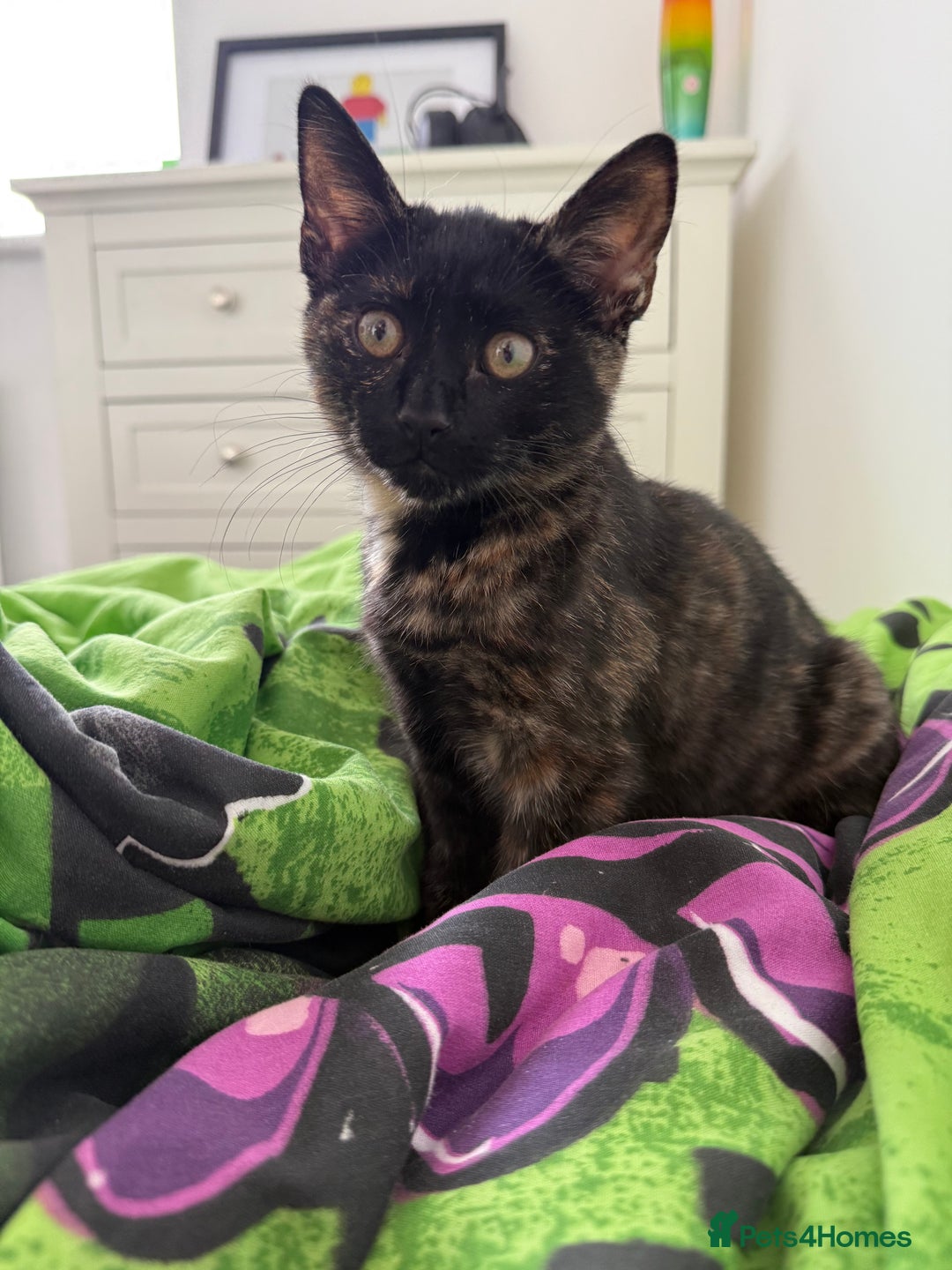 Mixed Breed cats for sale: The most beautiful kittens  in Wotton-under-Edge - Image 6