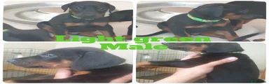 Light Green collar male 