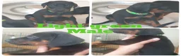 Dobermann dogs for sale: ☆☆Ready to leave Today  Black Doberman Puppies☆☆ - Advert 33