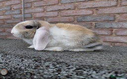 Mini Lop rabbits for sale: Mini Lop babies. Bucks only - Image 2