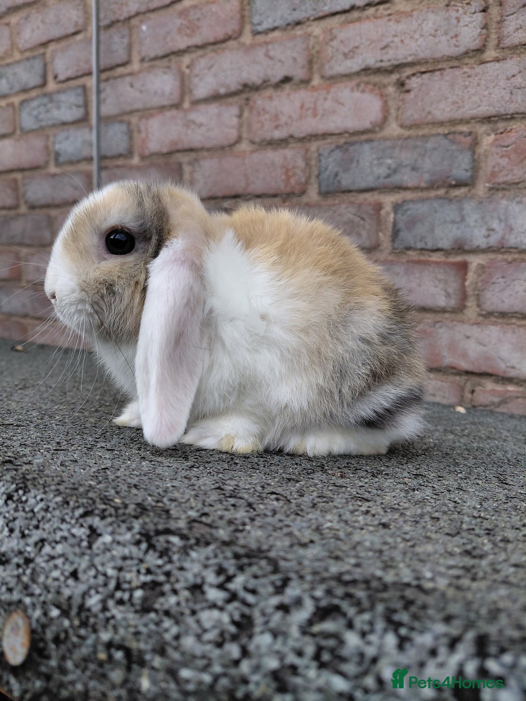 Mini Lop rabbits for sale: Mini Lop babies. Bucks only - Image 2
