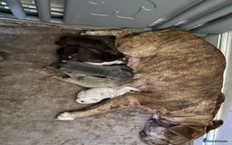 Mixed Breed dogs for sale: Olde English bulldog/ American bulldog - Image 1