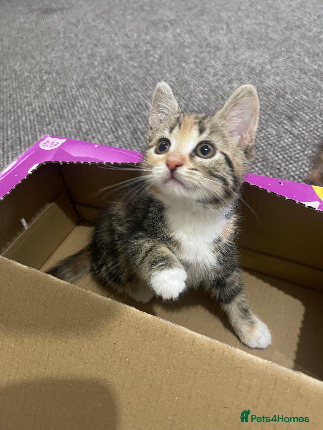 European cats for sale: Adorable kittens for sale  - Image 1
