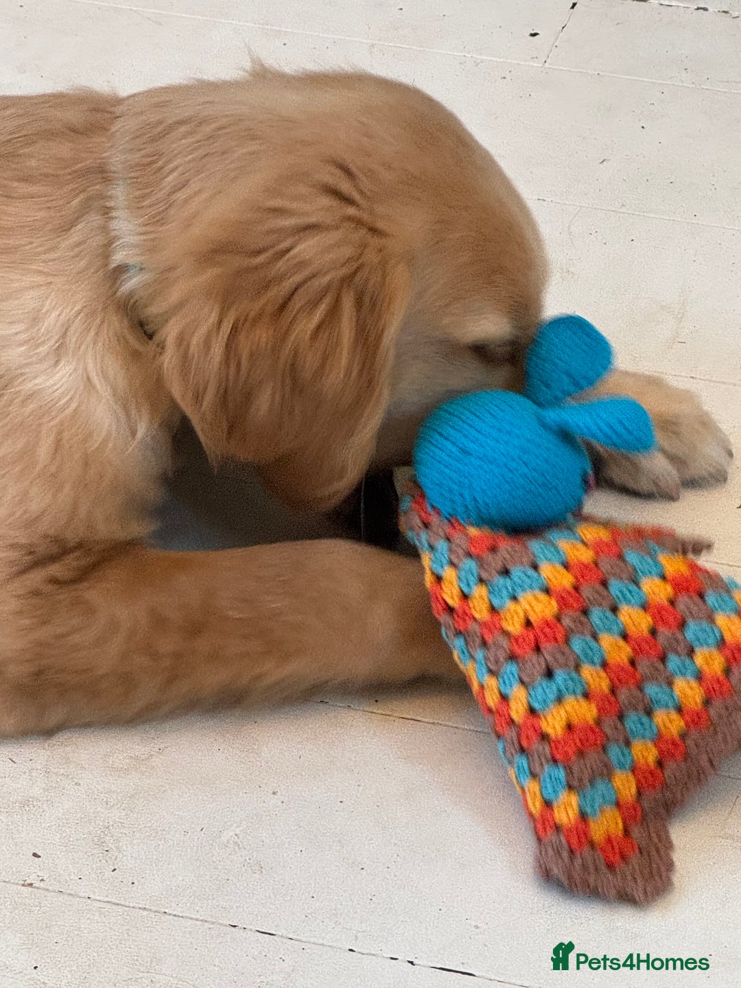 Golden Retriever dogs for sale: Gorgeous golden retriever show quality  - Advert 4