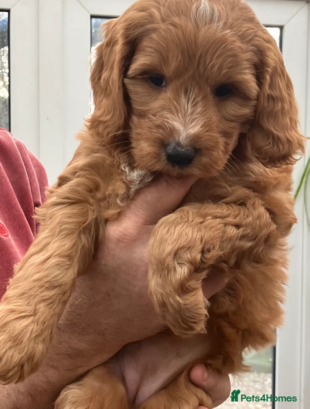 Mixed Breed dogs for sale: AUSTRALIAN LABRADOODLE PUPPIES READY NOW - Advert 10