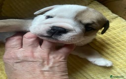 English Bulldog dogs for sale: 4 KC English Bulldog Puppies  - Image 9
