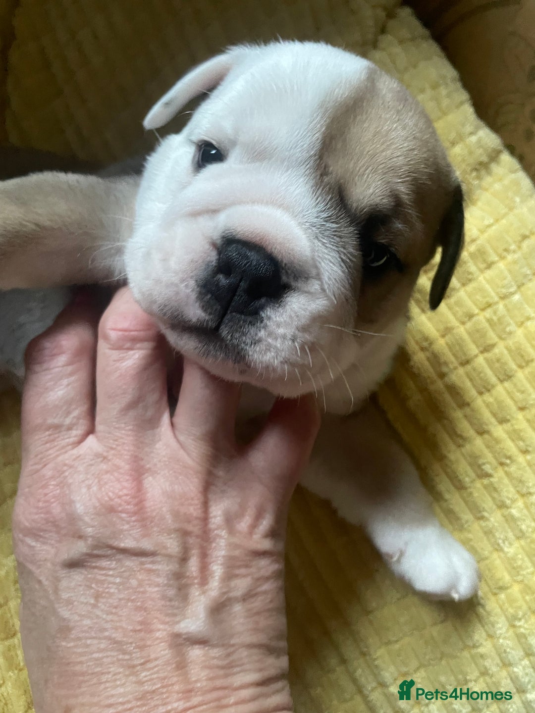 English Bulldog dogs for sale: 4 KC English Bulldog Puppies  - Image 9