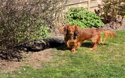 Dachshund dogs for stud: Miniature Red Long Haired Dachshund For Stud  - Image 17