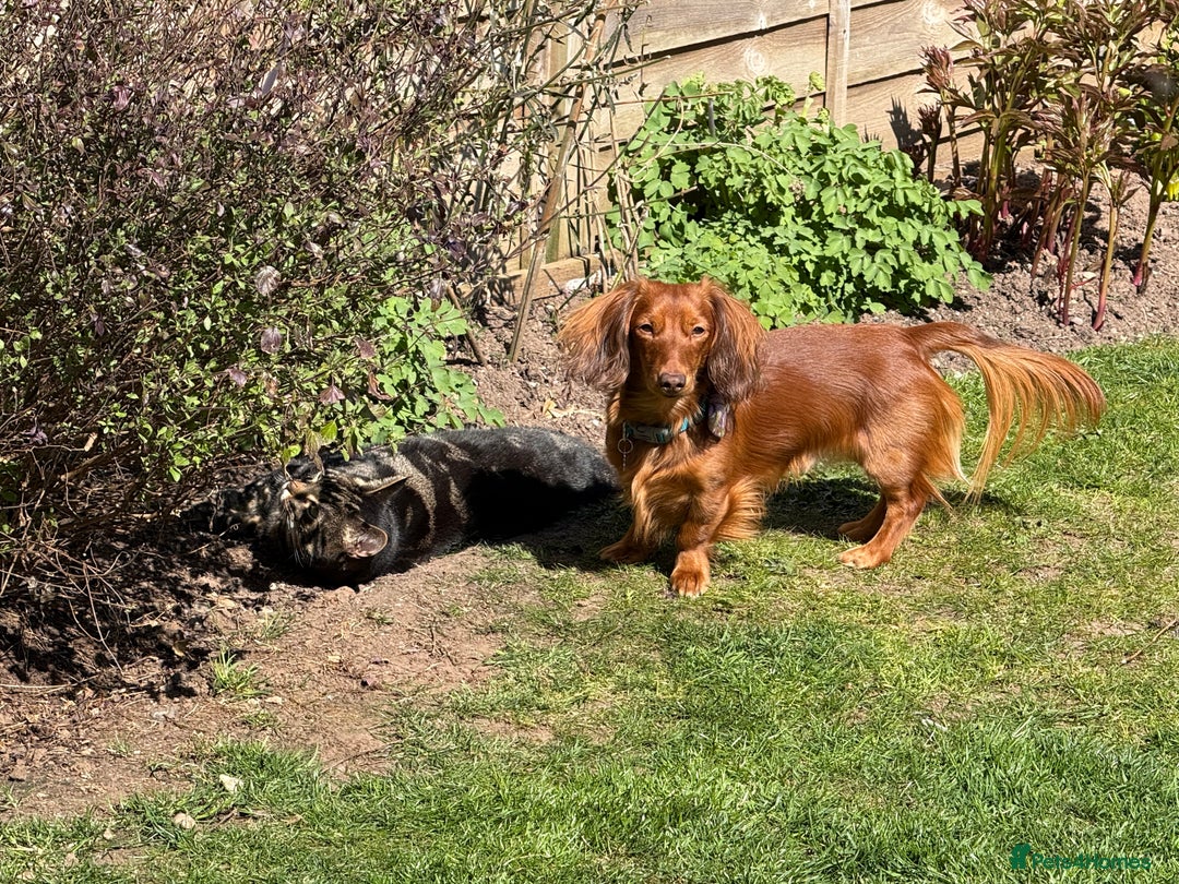 Dachshund dogs for stud: Miniature Red Long Haired Dachshund For Stud  - Image 17