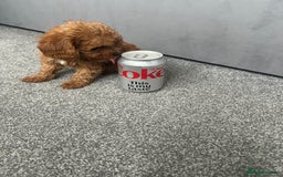 Cavapoo dogs for sale: Stunning F1 Cavapoos kc reg parents  - Image 12