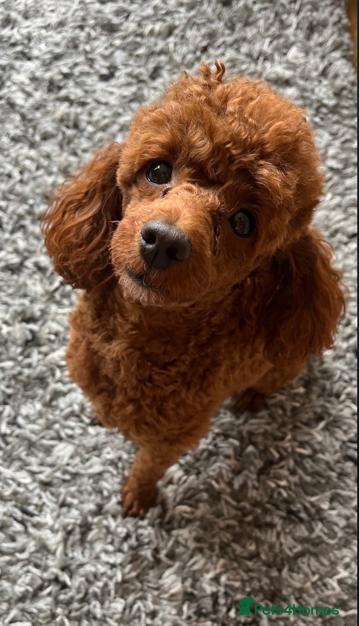 Miniature Poodle dogs Miniature poodles  in Gravesend - Advert 1