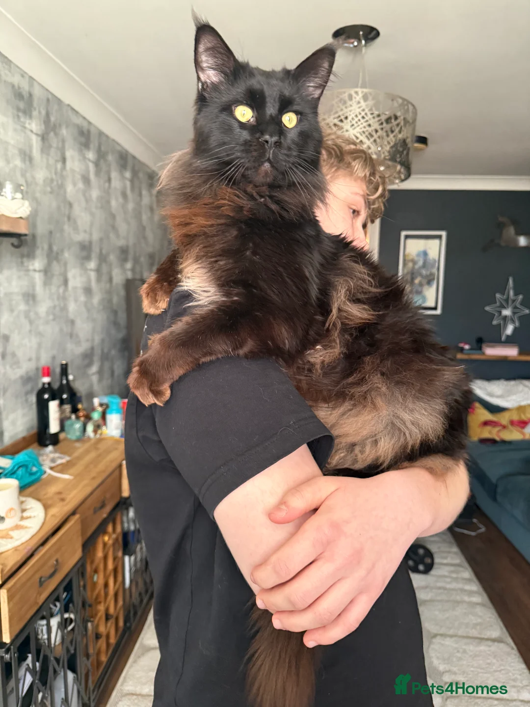 Mixed Breed cats for sale: Maine coon cross Scottish fold/pointed in Nottingham - Advert 23