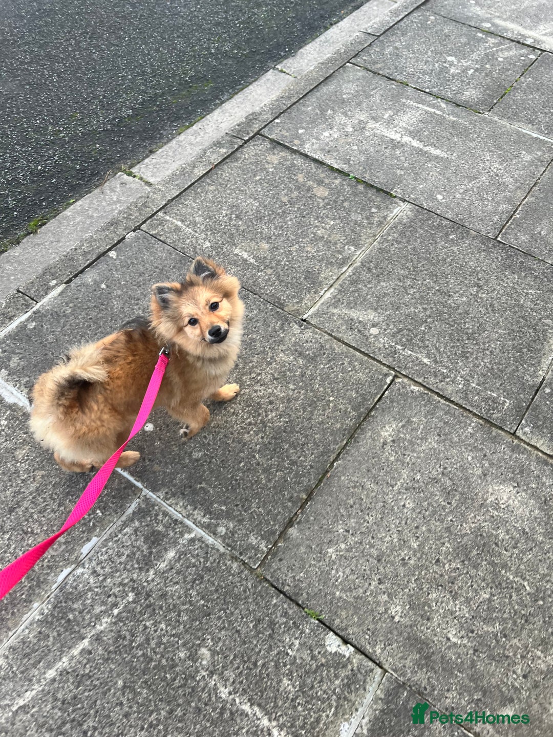 Mixed Breed dogs for sale: *RESERVED* 6 month old Pomeranian mix,m - Advert 6