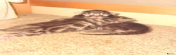 Bengal cats for sale: Bengal Kittens for sale in Haddington - Advert 10