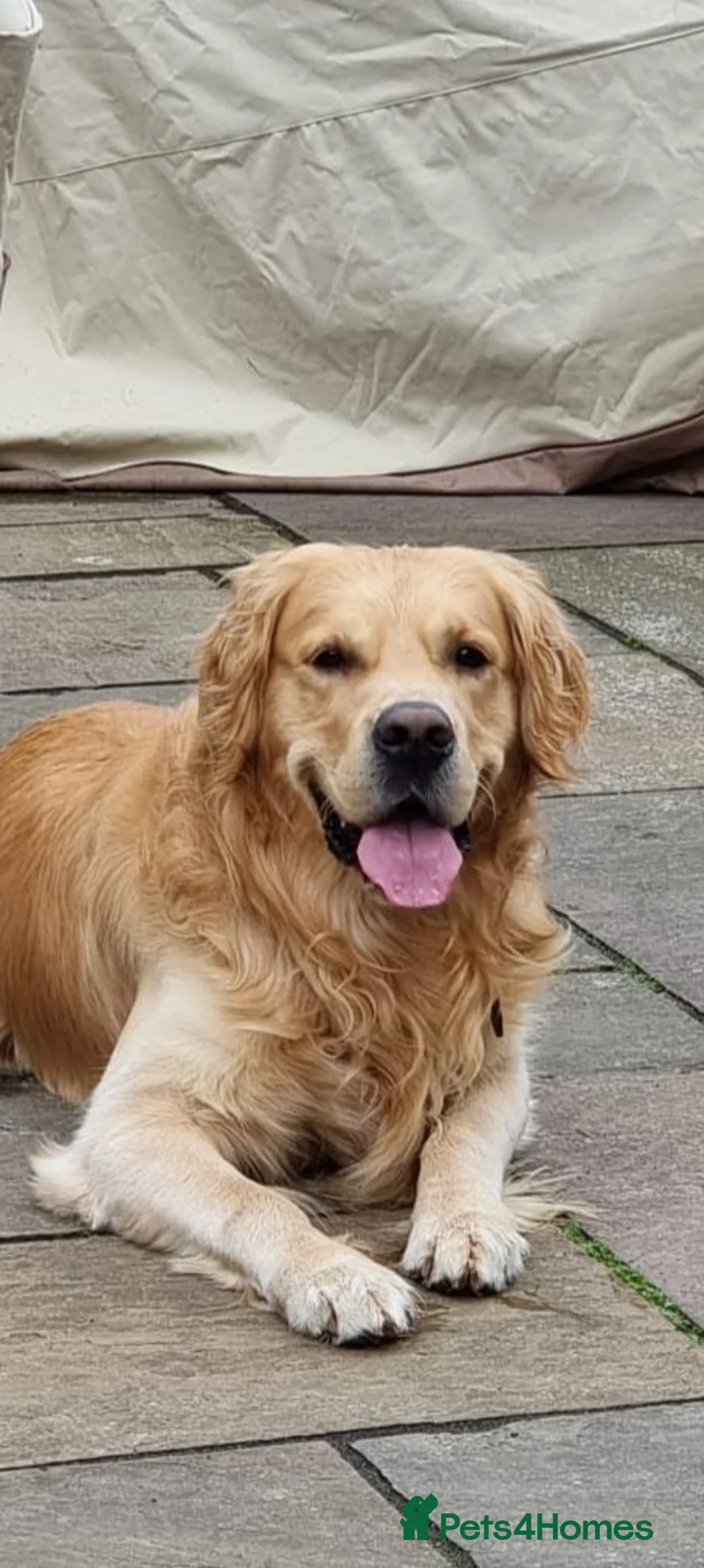 Golden Retriever dogs for sale: KC Registered Golden Retriever puppies - Advert 15