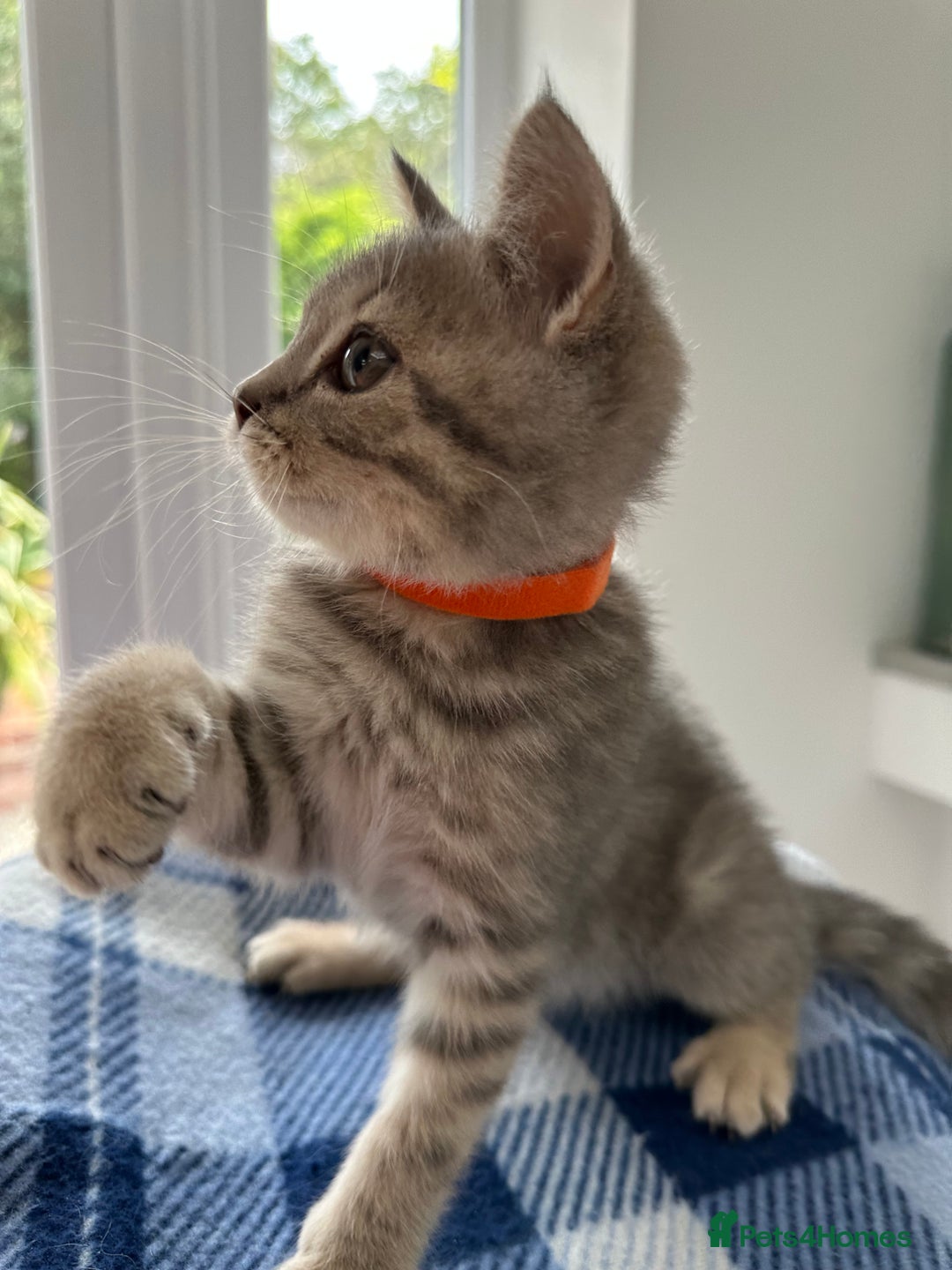 British Shorthair cats for sale: Purebred British Shorthair Grey Stripe Kittens - Image 13