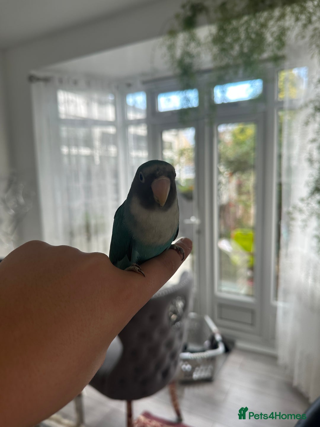 Lovebirds birds for sale: Love Bird - Advert 5