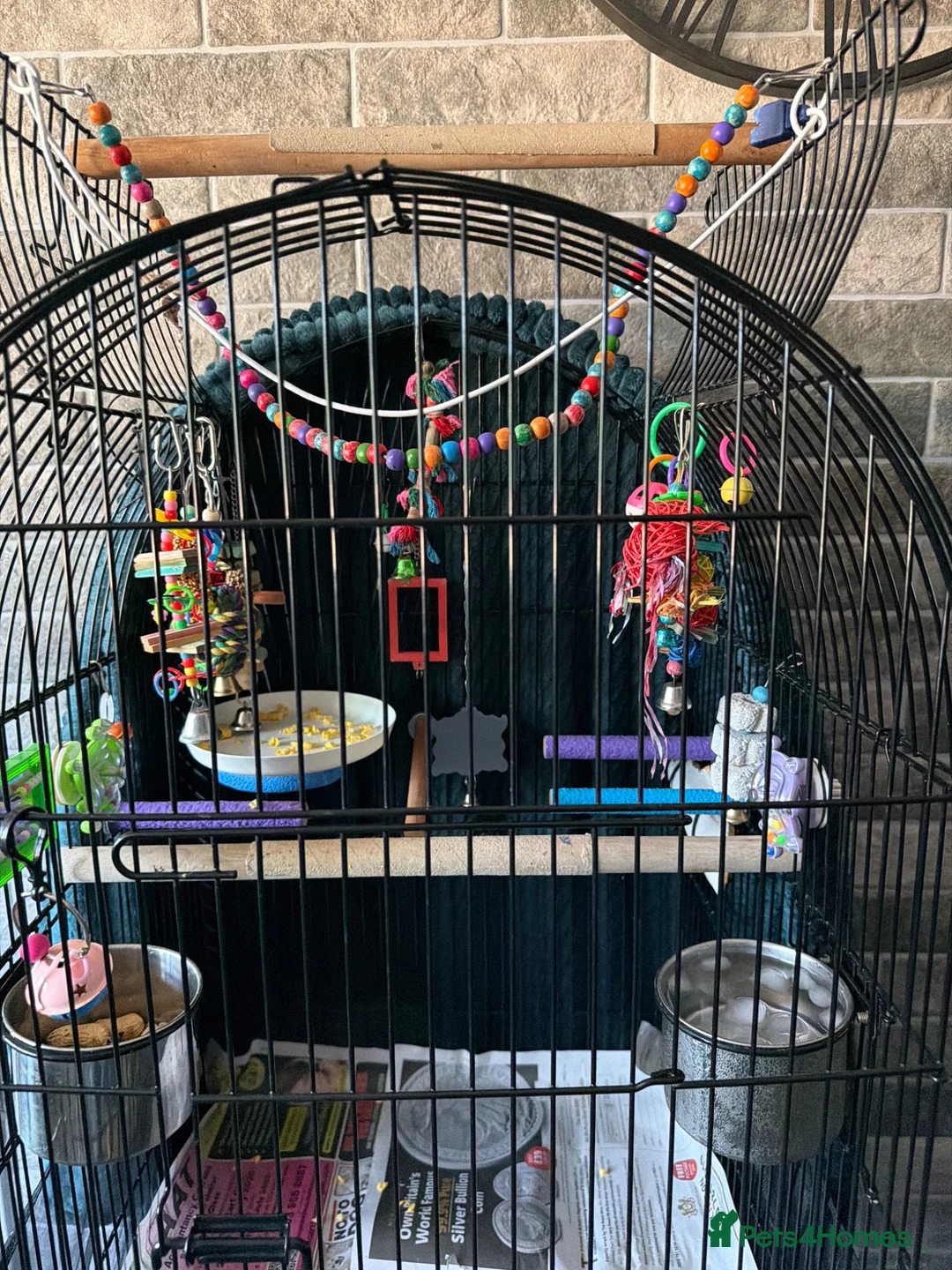 Conures birds for sale: Pineapple conure  - Advert 3