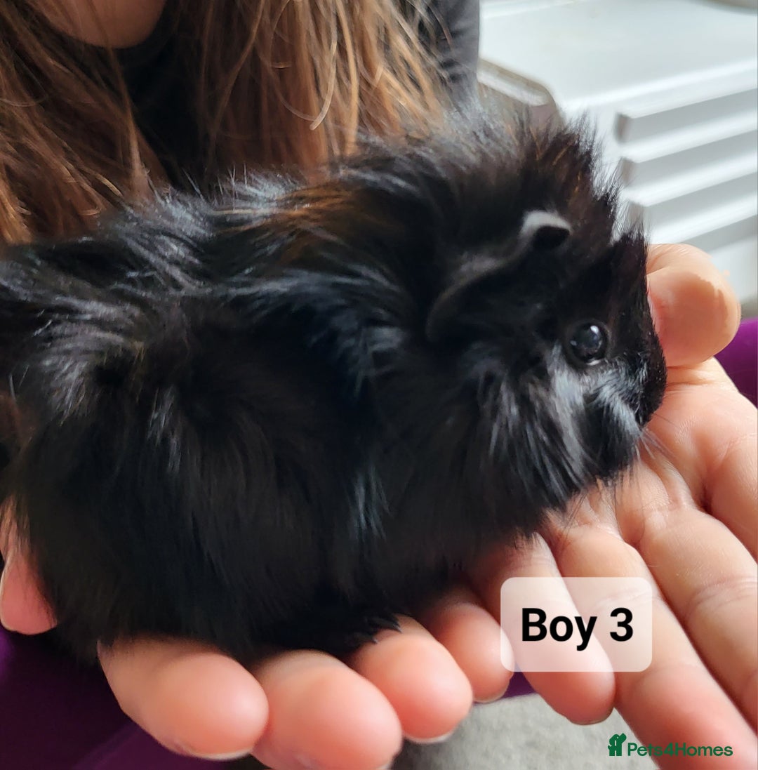 Guinea Pig rodents for sale: Male guinea pigs - Image 6