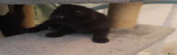 Mixed Breed cats for sale: Three loving and playful kittens needing homes - Advert 11