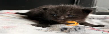 Ragcoon Kitten 4