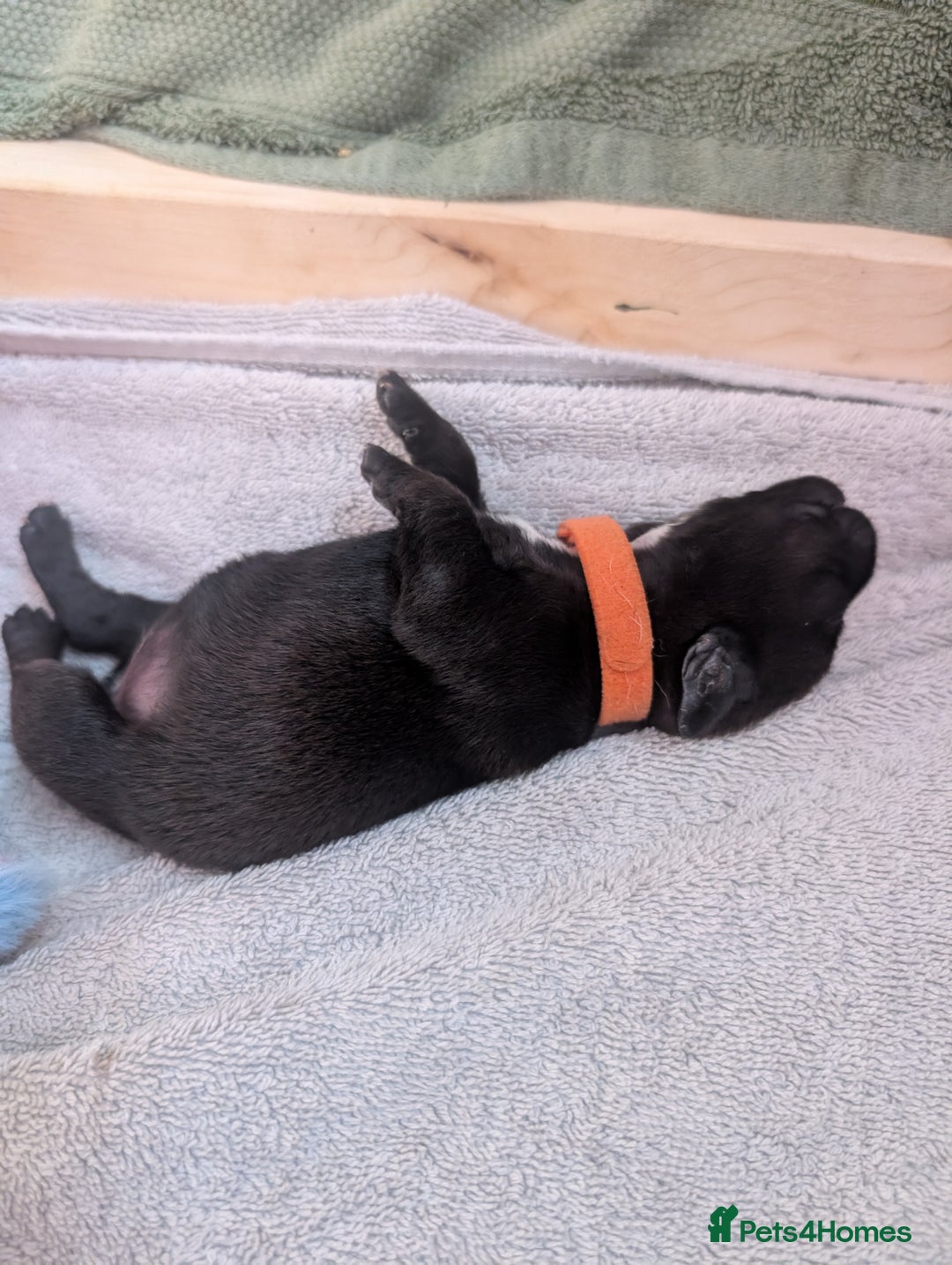 Mixed Breed dogs for sale: Doxie-Dales  - Image 12