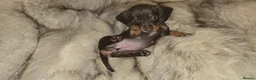 Miniature Dachshund dogs for sale: KC Mini Dachshunds 2 Beautiful girls Ready!! - Advert 11