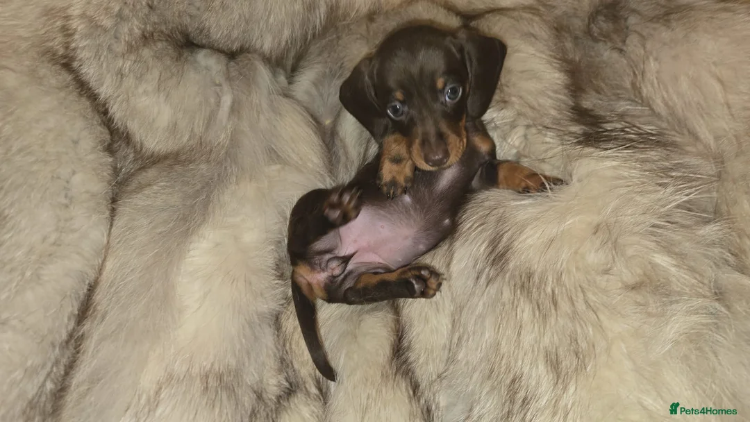 Miniature Dachshund dogs for sale: KC Mini Dachshunds 2 Beautiful girls Ready!! - Advert 11