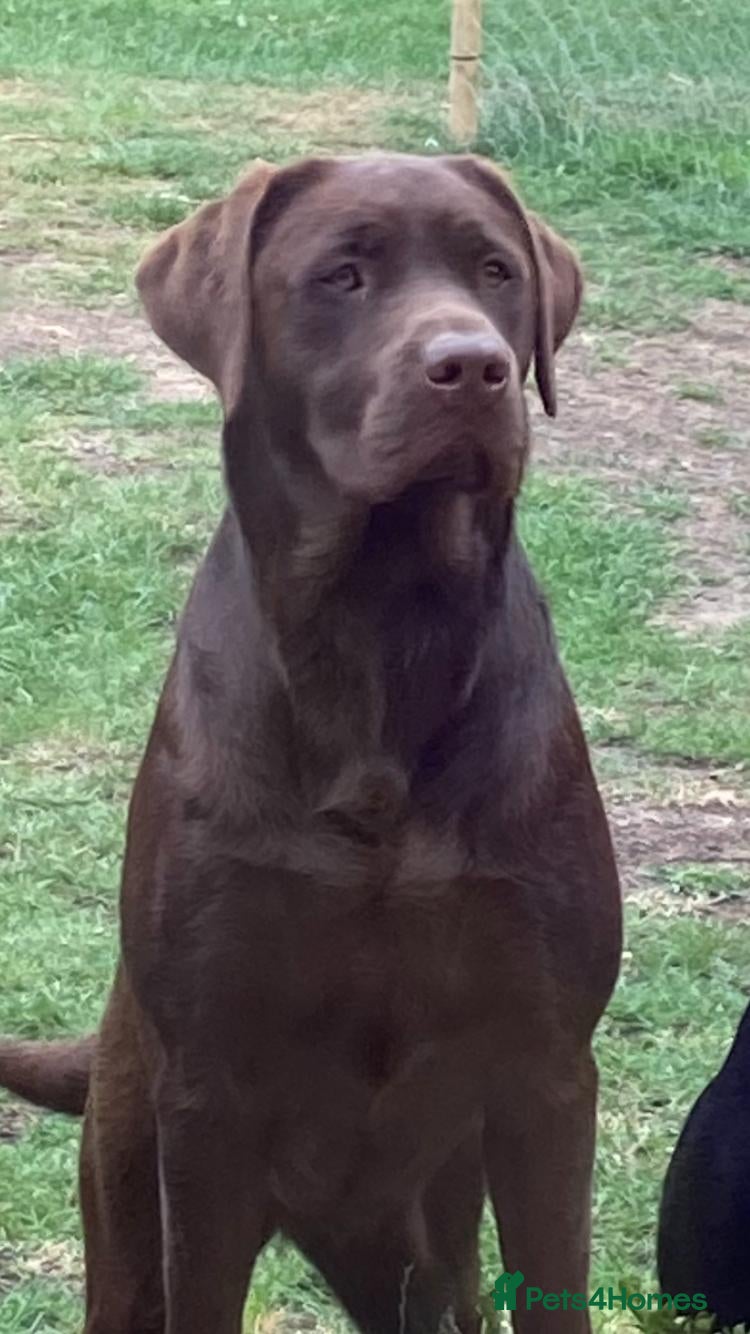 Labrador Retriever dogs Health Tested KC Chocolate Labrador for stud duty  in Trowbridge - Advert 13