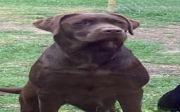 Labrador Retriever dogs for stud: Health Tested KC Chocolate Labrador for stud duty  in Trowbridge - Image 1