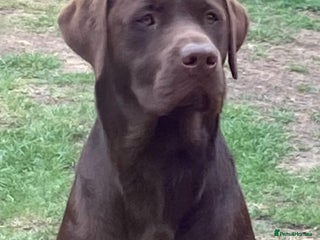 Labrador Retriever dogs in Trowbridge - Advert 24