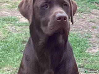Labrador Retriever dogs Health Tested KC Chocolate Labrador for stud duty in Trowbridge - Advert 1