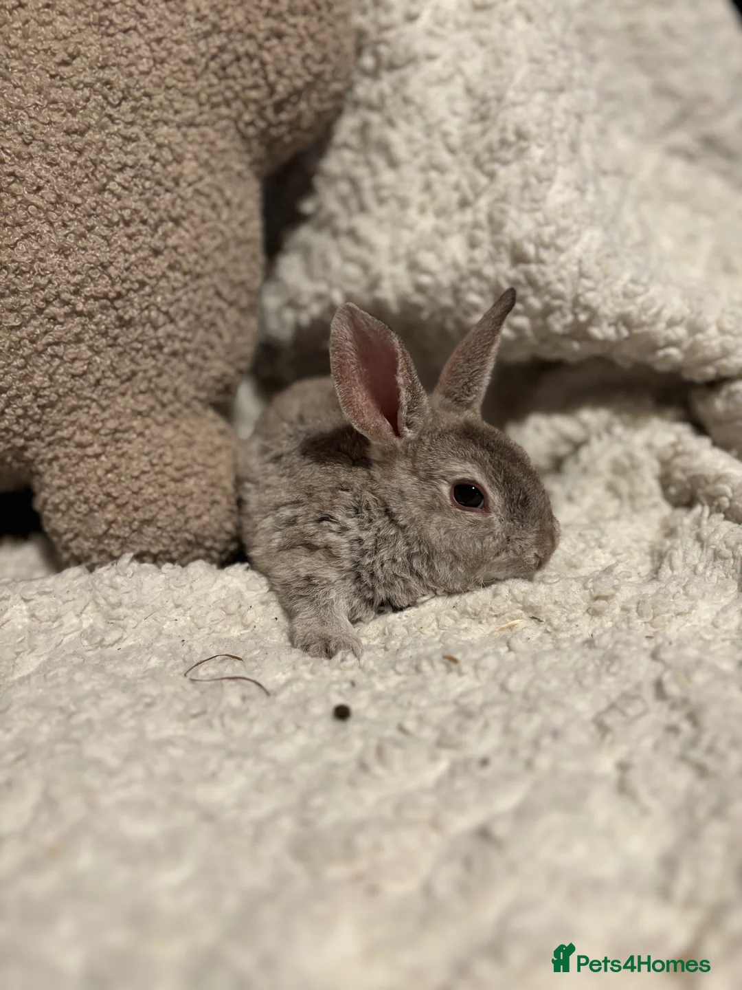 Rex rabbits for sale: Mini Rex x mini plush lop babies  - Advert 4