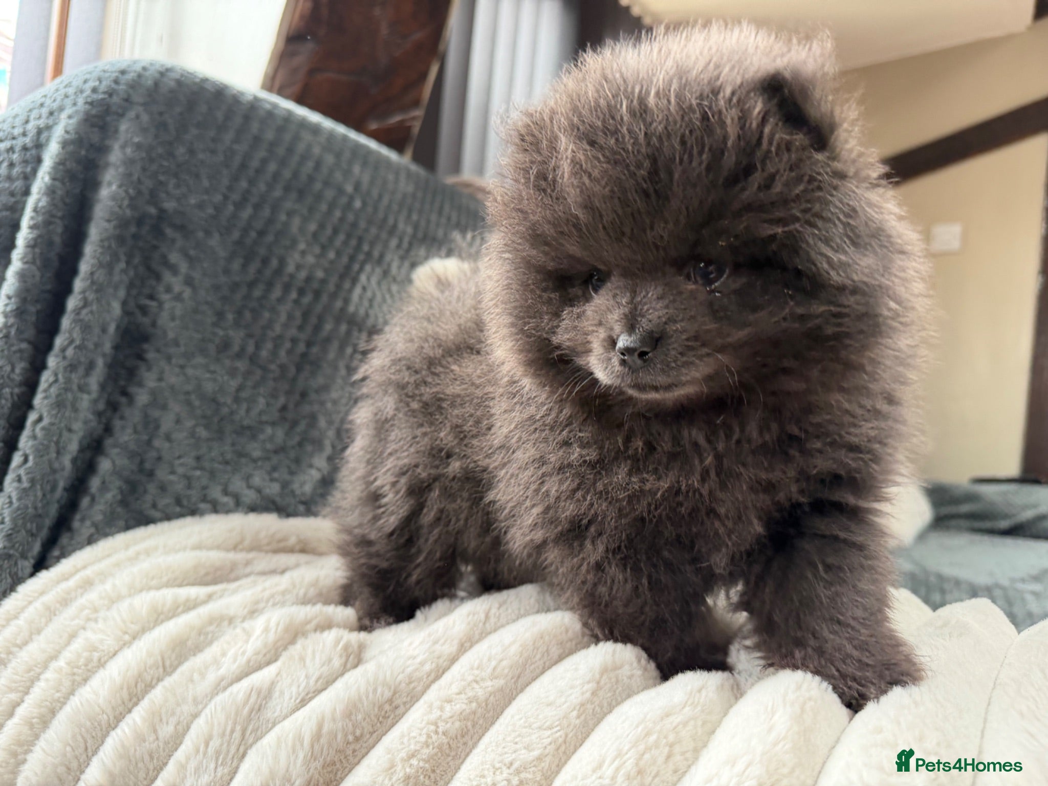 Pomeranian dogs 💙🏆true to type BLUE male READY NOW 💙🏆 - Advert 7