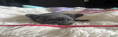 French Bulldog Puppy 5