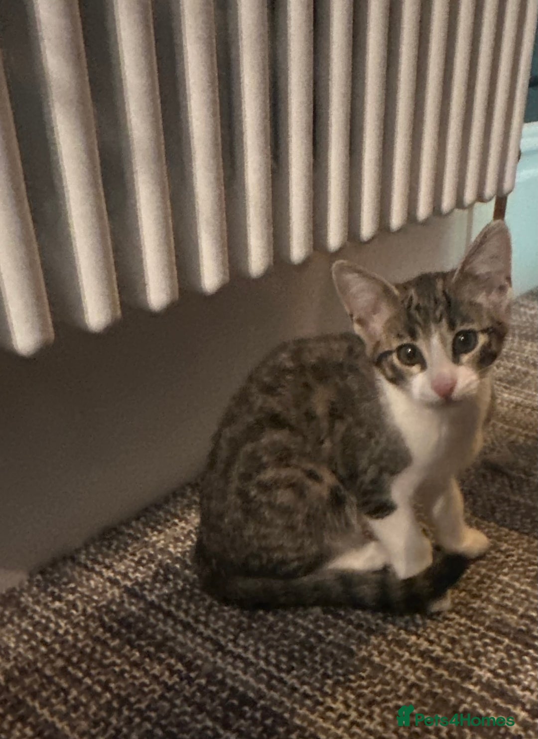 Savannah cats for sale: Savannah  - Image 11