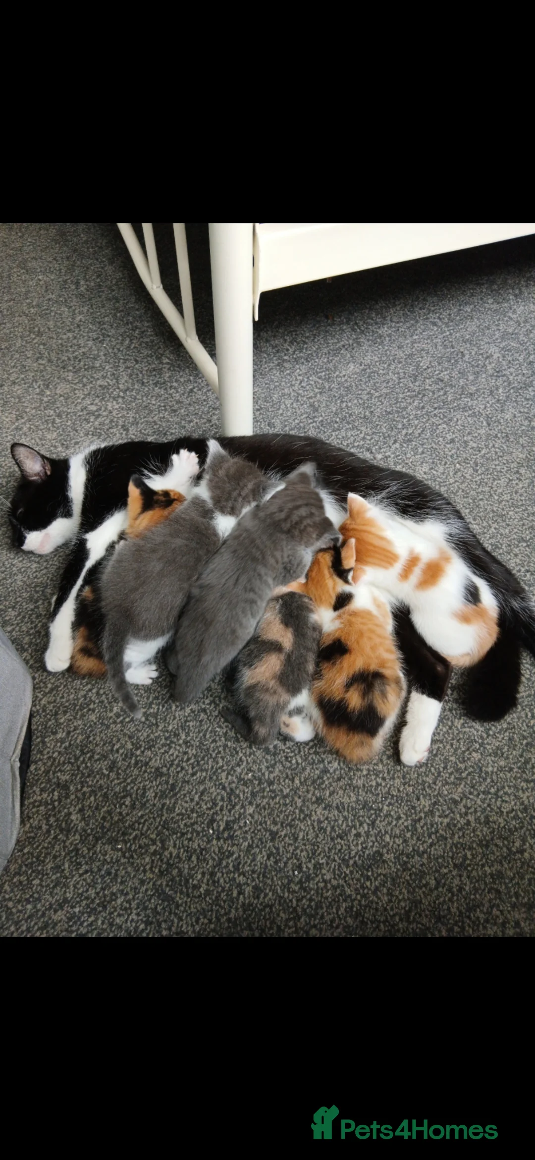 Mixed Breed cats for sale: 6 Adorable Kittens (4 Girls, 2 Boys) - Advert 1