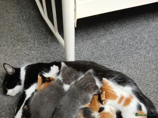 Mixed Breed cats 6 Adorable Kittens (4 Girls, 2 Boys) - Advert 5