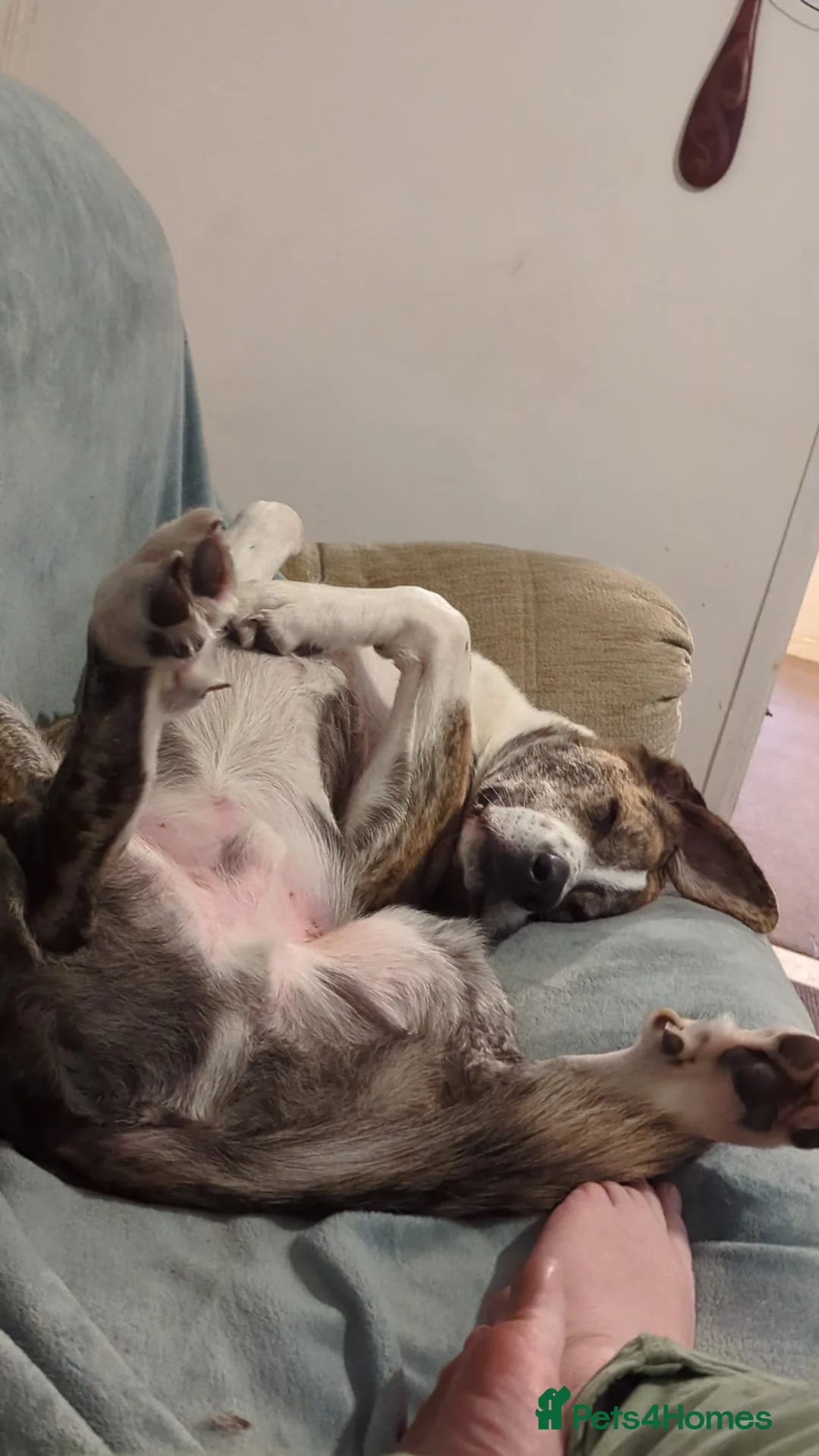 Mixed Breed dogs for adoption: Forever Home Needed For Oliver 🏡  - Advert 4