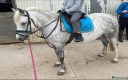 Dartmoor horses for sale: 12.3hh Pretty Dartmoor mare - Image 1