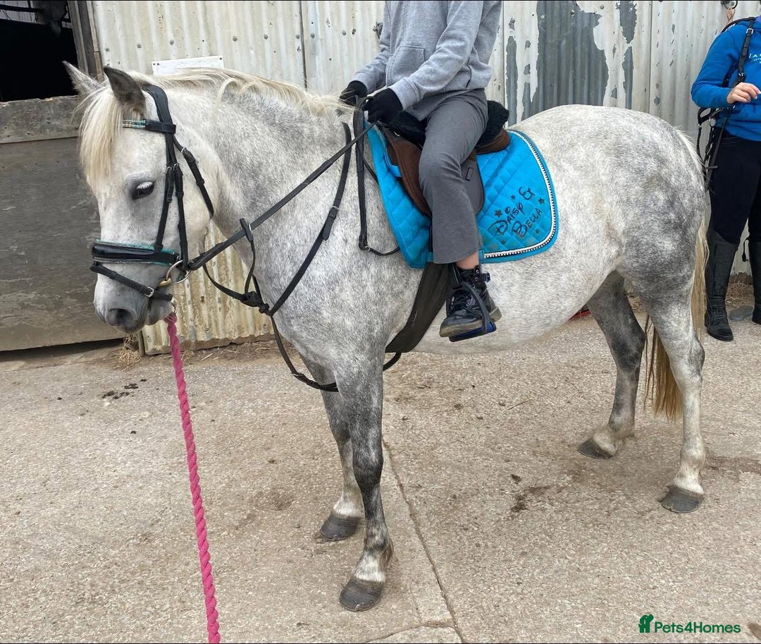 Dartmoor horses for sale: 12.3hh Pretty Dartmoor mare - Image 1