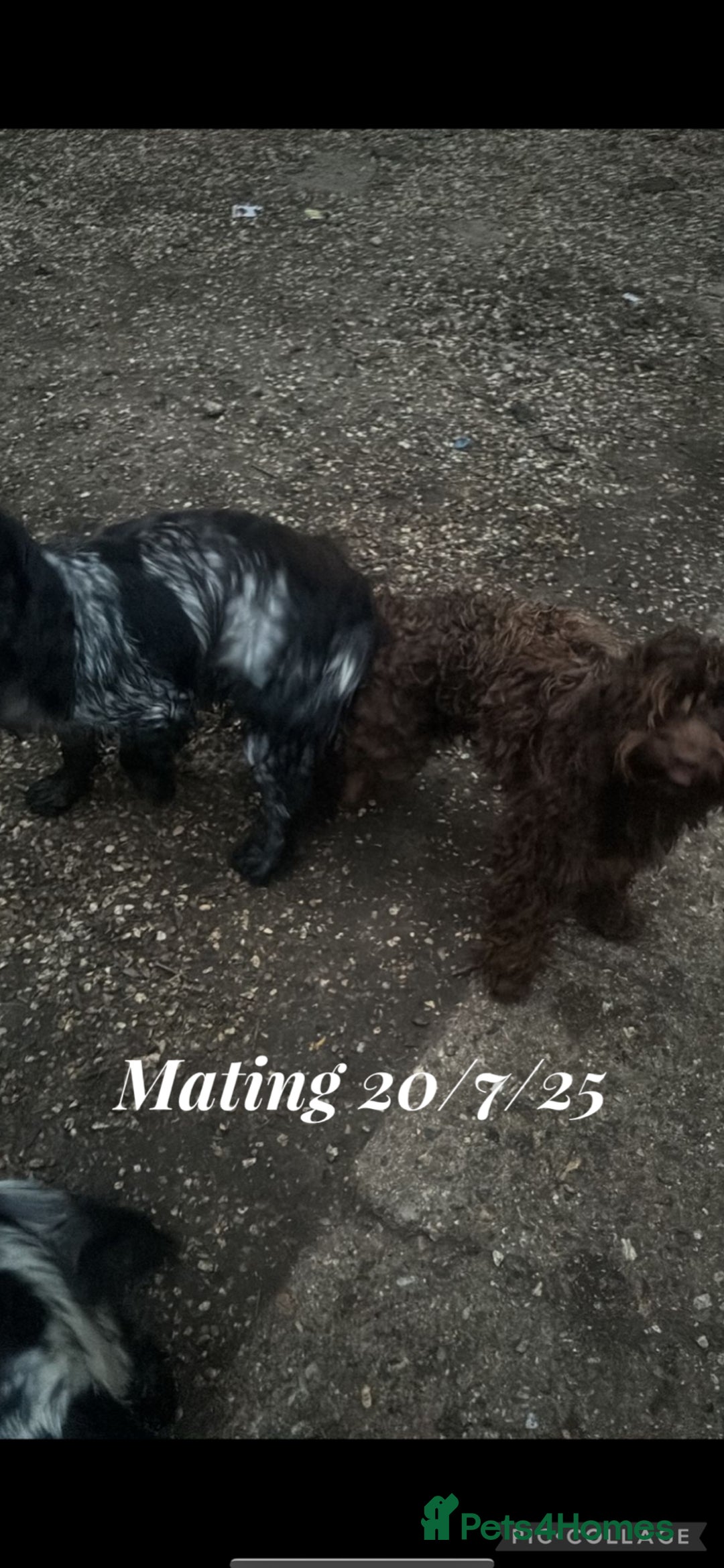 Cockapoo dogs for sale: Cockerpoo pups for sale - Image 7