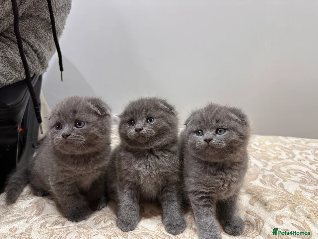 Mixed Breed cats for sale: Scottish fold and British long hair mix in Daventry - Advert 2