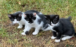 Mixed Breed cats for sale: Kittens - Image 6