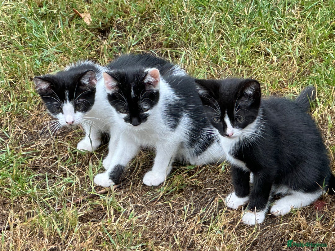 Mixed Breed cats for sale: Kittens - Image 6