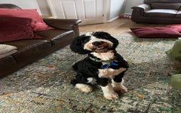 Bernedoodle dogs for stud: Bernadoodle for Stud  - Image 4