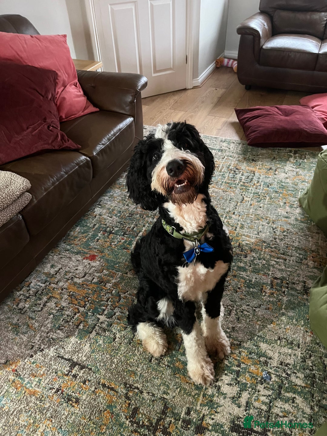 Bernedoodle dogs for stud: Bernadoodle for Stud  - Image 4
