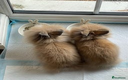 Lionhead rabbits for sale: 2 Female Lionhead Rabbits  - Image 4