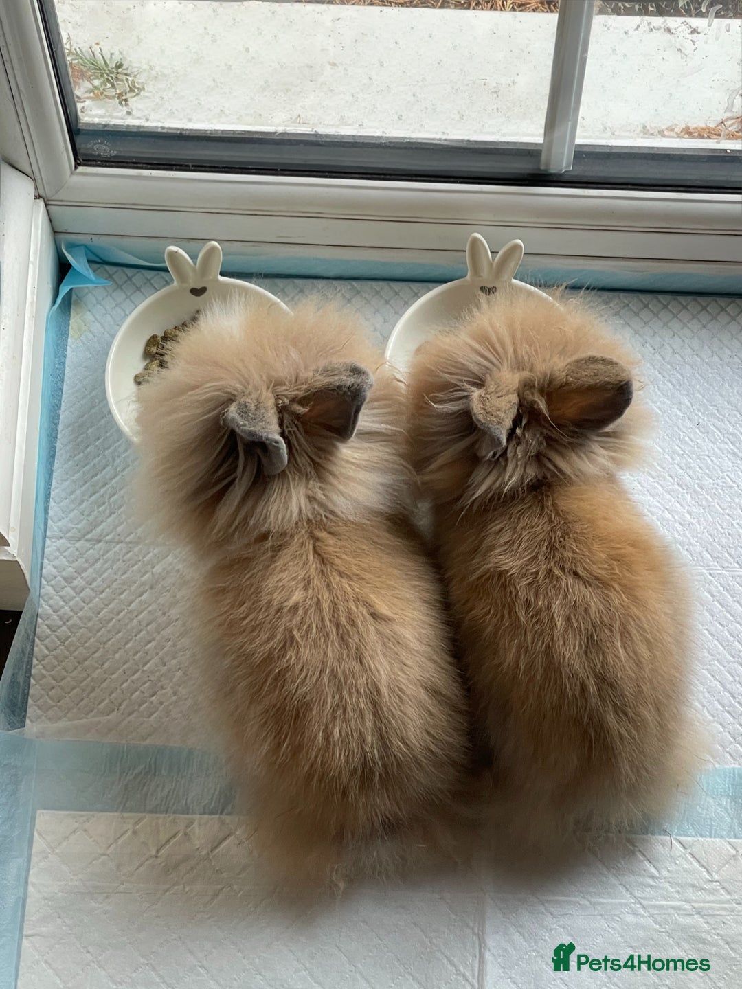 Lionhead rabbits for sale: 2 Female Lionhead Rabbits  - Image 4