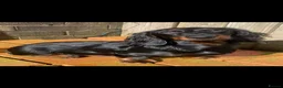 Dachshund dogs for sale: Beautiful mini dachshund  - Advert 3